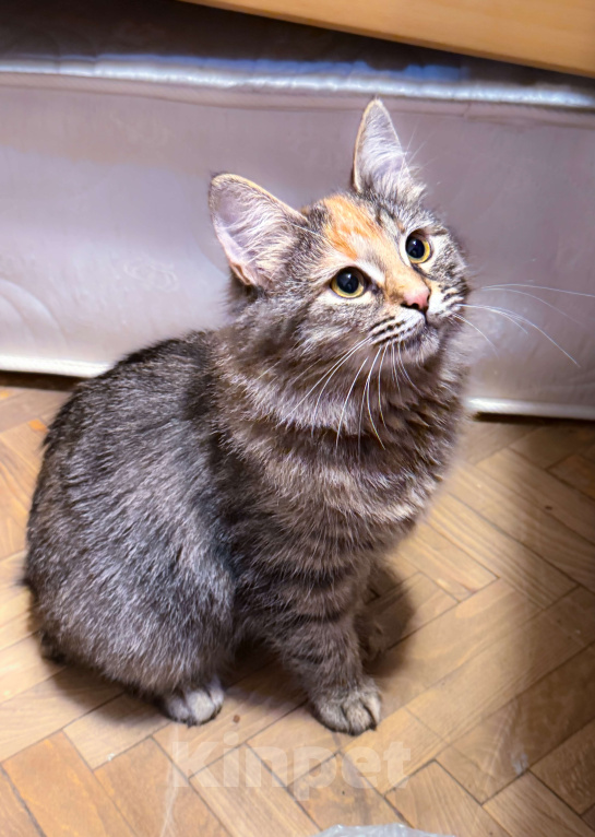 Кошки в Москве: Оливка  Девочка, Бесплатно - фото 4