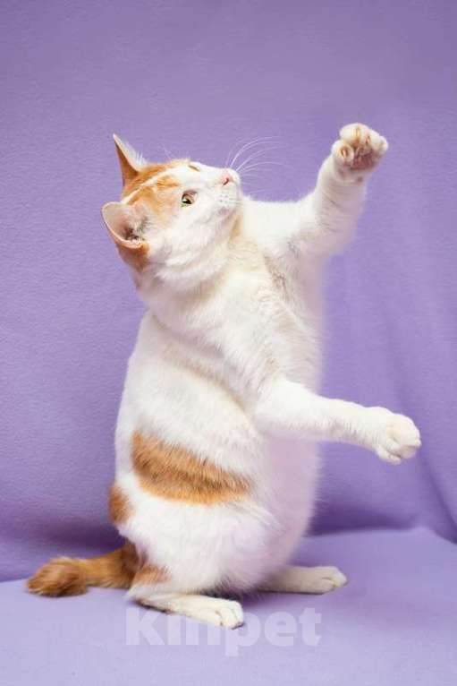 Кошки в Москве: Рыжий бобтейл Григ в дар Мальчик, 1 руб. - фото 7