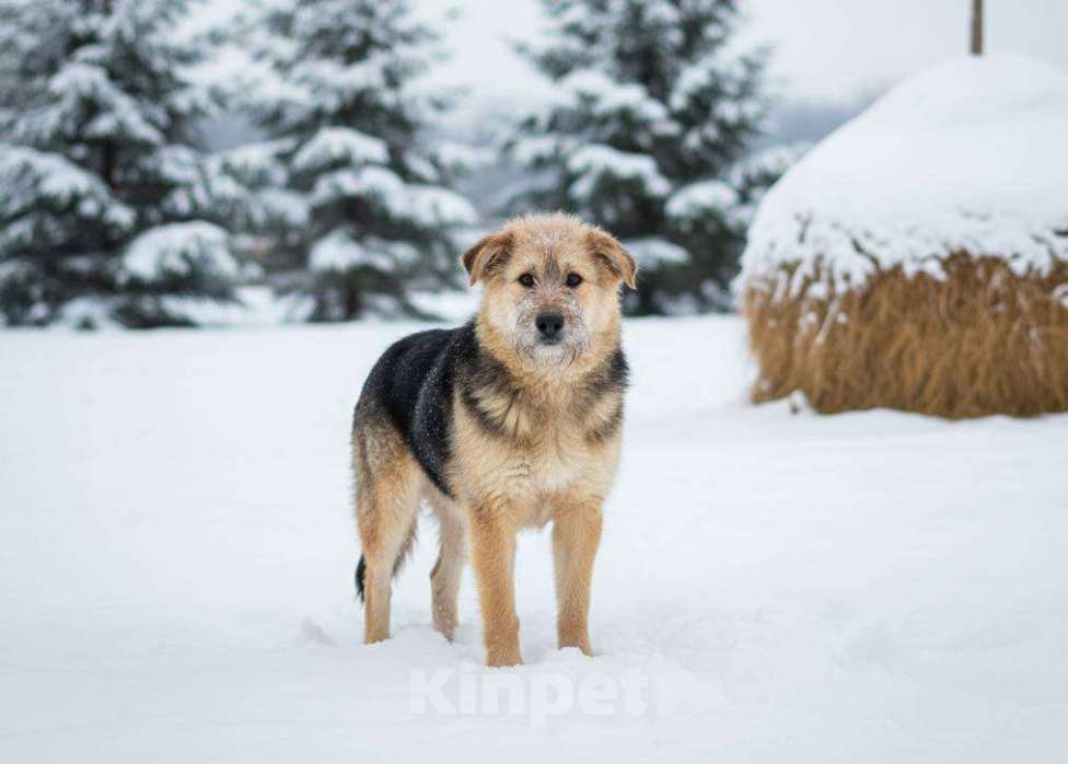 Собаки в Москве: Арчи ждет семью в приюте Мальчик, Бесплатно - фото 1