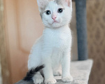 Кошки в Москве: Котенок мальчик возраст 2 месяца Мальчик, Бесплатно - фото 3