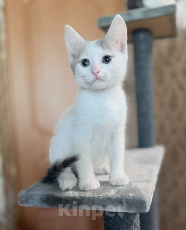 Кошки в Москве: Котенок мальчик возраст 2 месяца Мальчик, Бесплатно - фото 3