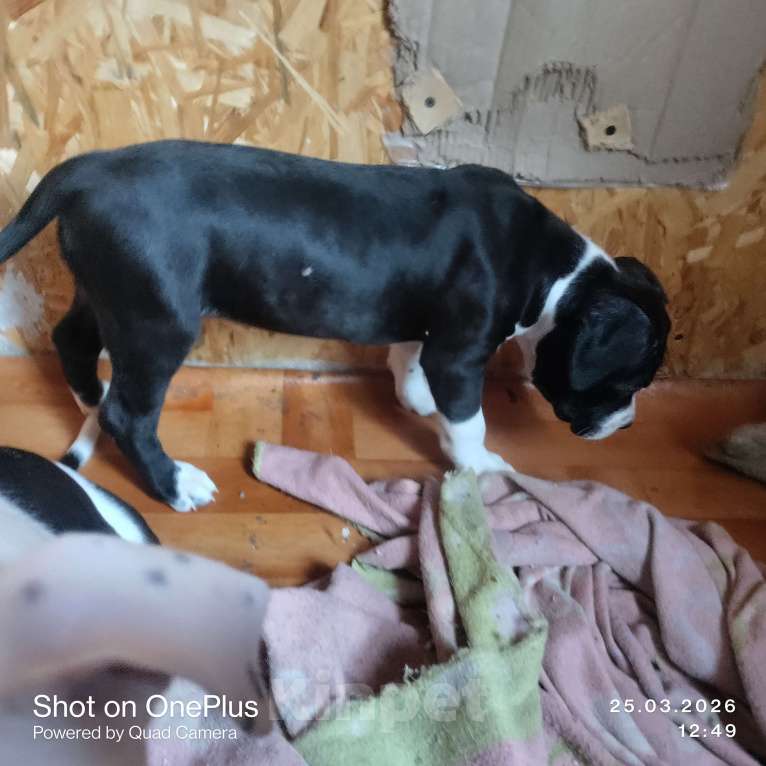 Собаки в Магнитогорске: Американский стаффордширский терьер.  Щенок Девочка, 13 000 руб. - фото 3