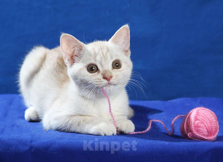 Кошки в Москве: Британская кошечка 3 месяца Девочка, 10 000 руб. - фото 3