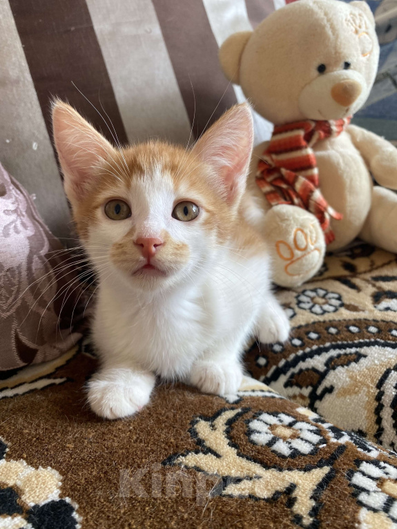 Кошки в Москве: Пончо-котенок малыш Мальчик, Бесплатно - фото 4