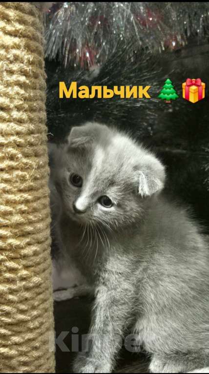 Кошки в Краснодаре: Шотландский вислоухий короткошерстный Мальчик, 10 000 руб. - фото 2