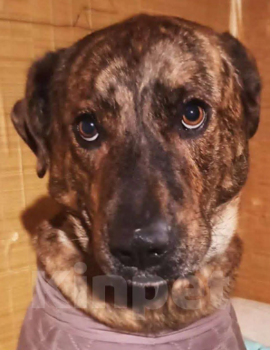 Собаки в Москве: Джордан замерзает без своего Человека. Мальчик, Бесплатно - фото 1