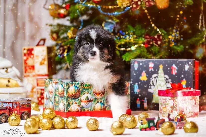Собаки в Воронеже: Австралийская овчарка щенок Мальчик, 60 000 руб. - фото 3