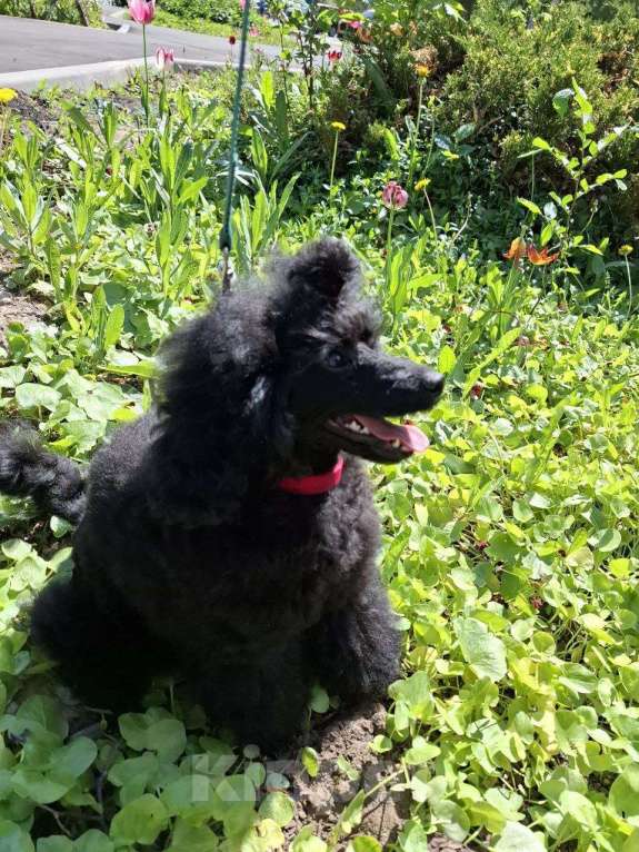 Собаки в Москве: Пудель, мальчик, миниатюра Мальчик, 80 000 руб. - фото 2