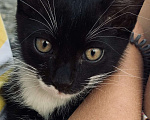 Кошки в Краснодаре: Котёнок  Мальчик, 10 руб. - фото 3