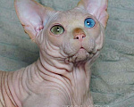 Кошки в Ливны: Канадский сфинкс котята, 10 000 руб. - фото 1