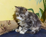 Кошки в Ливны: Котята мейн кун, 15 000 руб. - фото 2