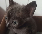 Кошки в Стерлитамаке: Сфинкс, брошенный Мальчик, Бесплатно - фото 3