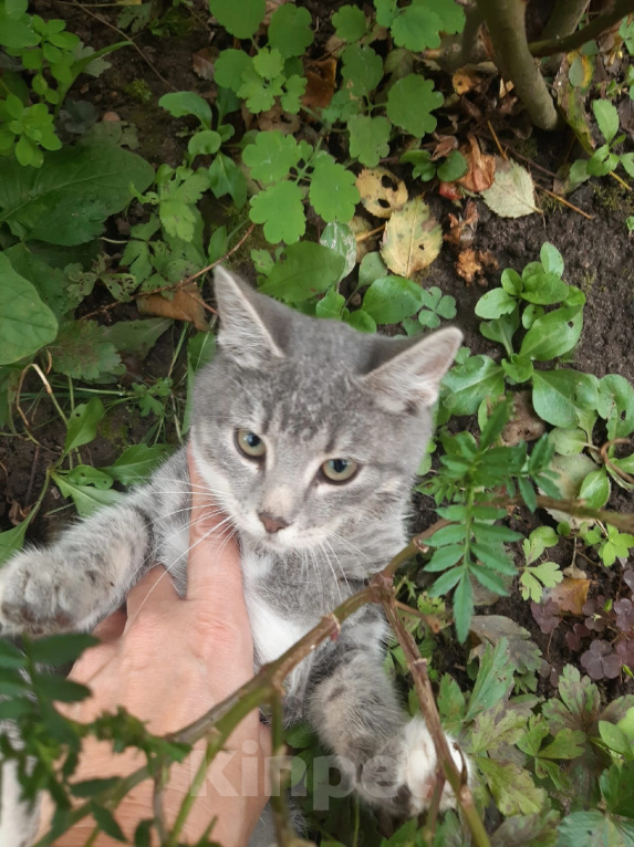 Кошки в Калуге: Котенок Девочка, Бесплатно - фото 1