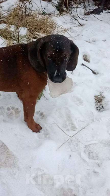 Собаки в Нижнем Новгороде: Продаётся сука 6 месяцев, документы РКФ, породная. На условиях.  Девочка, Бесплатно - фото 5