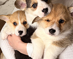 Собаки в других городах Московской области: Щенки вельш-корги пемброк Разнополые, 35 000 руб. - фото 3