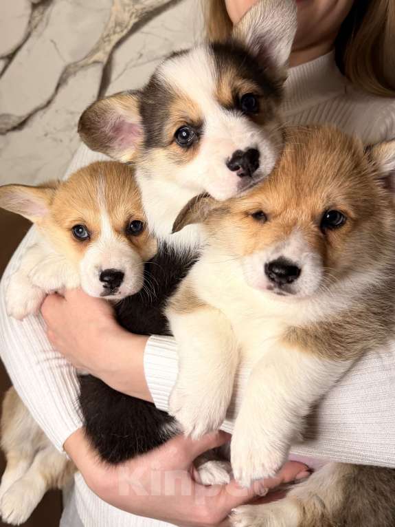 Собаки в других городах Московской области: Щенки вельш-корги пемброк Разнополые, 35 000 руб. - фото 3