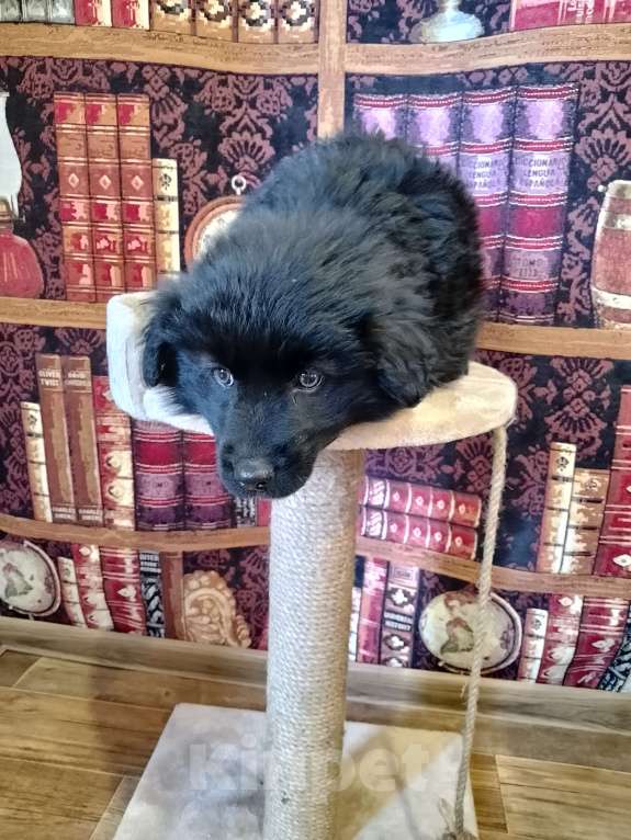 Собаки в других городах Рязанской области: В добрые руки Девочка, Бесплатно - фото 3