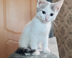 Кошки в Москве: Котенок мальчик возраст 2 месяца Мальчик, Бесплатно - фото 4