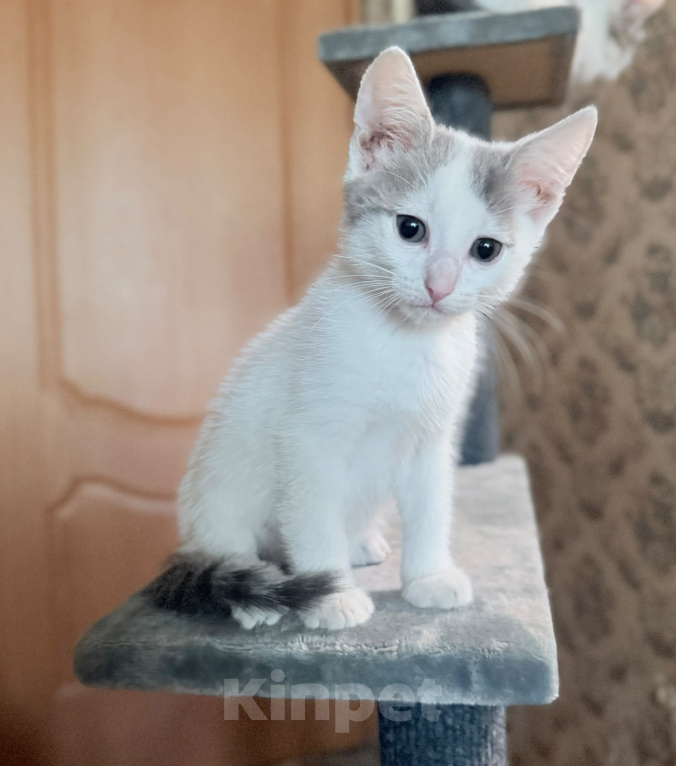 Кошки в Москве: Котенок мальчик возраст 2 месяца Мальчик, Бесплатно - фото 4