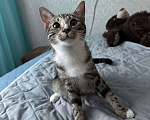 Кошки в Санкт-Петербурге: Котята в добрые руки Девочка, Бесплатно - фото 4