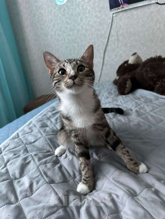 Кошки в Санкт-Петербурге: Котята в добрые руки Девочка, Бесплатно - фото 4