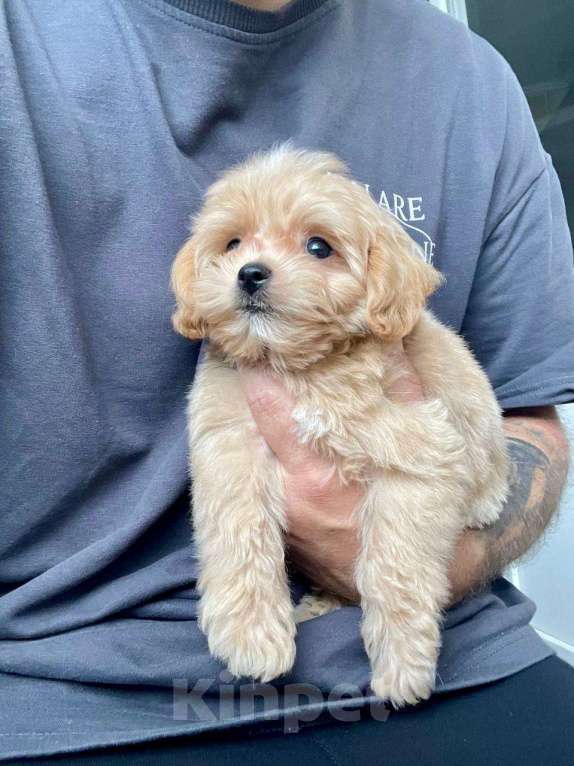 Собаки в Москве: Мальтипу ф1 мини бэбифейс Мальчик, 100 000 руб. - фото 5