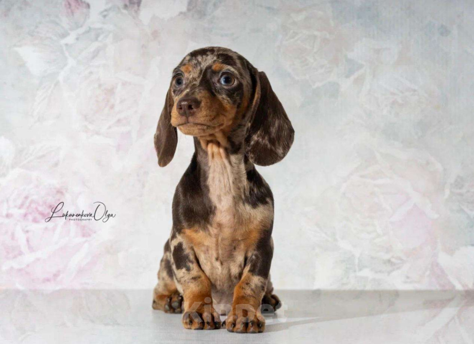 Собаки в Москве: Мраморная девочка Девочка, 130 000 руб. - фото 1