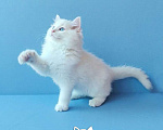 Кошки в Пензе: Котёнок породы Рэгдолл - Boris Мальчик, 65 000 руб. - фото 3