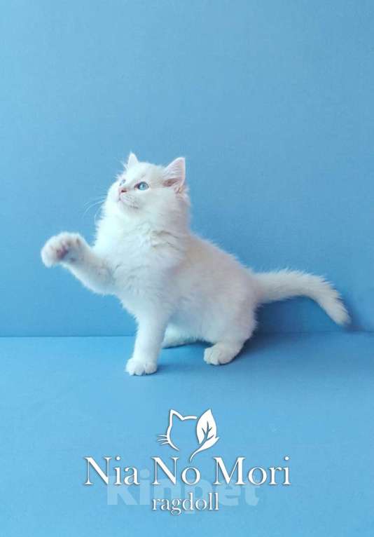 Кошки в Пензе: Котёнок породы Рэгдолл - Boris Мальчик, 65 000 руб. - фото 3