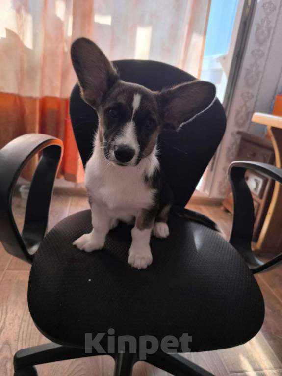 Собаки в Москве: Корги Кардиган 7 месяцев  Девочка, 15 000 руб. - фото 3