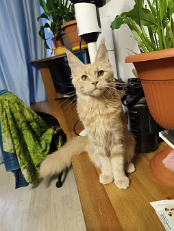 Котенок мейн кун