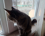 Кошки в Новочебоксарске: Кот в добрые руки прямо сейчас!  Мальчик, Бесплатно - фото 2