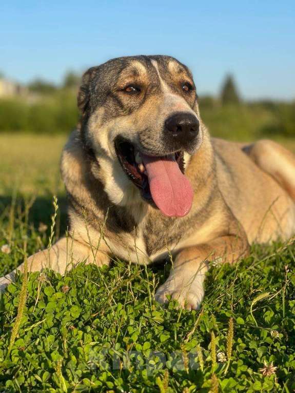 Собаки в Владимире: Алабай в добрые руки Девочка, Бесплатно - фото 1