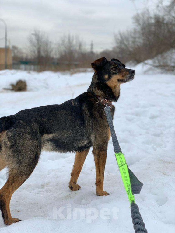 Собаки в Москве: Лика Девочка, Бесплатно - фото 2