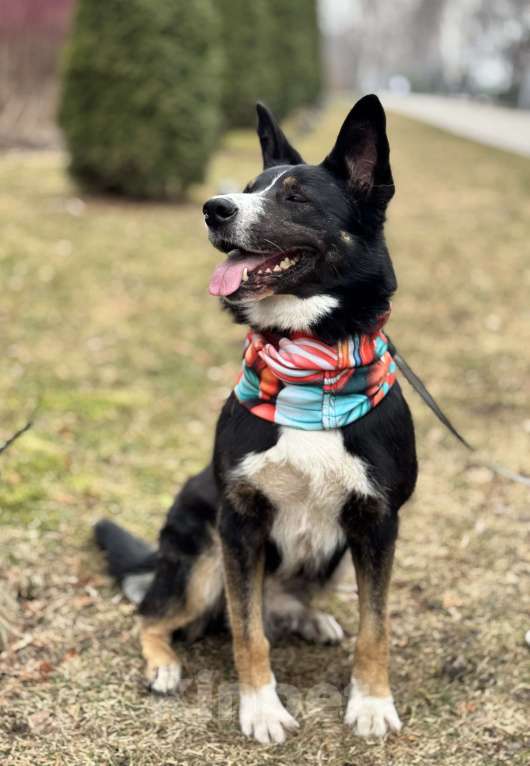 Собаки в Москве: Тимофей ищет дом Мальчик, Бесплатно - фото 8