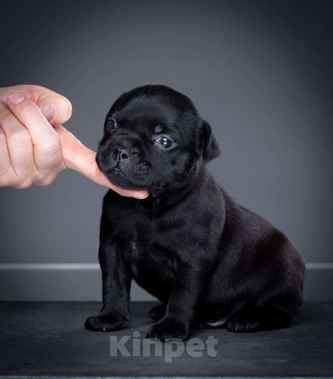 Собаки в Санкт-Петербурге: Мальчик 2 Мальчик, 100 000 руб. - фото 2
