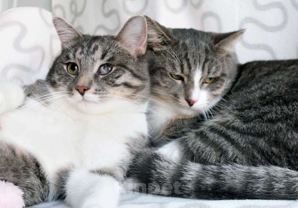 Кошки в Москве: Котя и Масик Мальчик, Бесплатно - фото 2