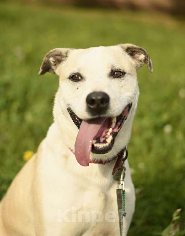 Собаки в Москве: Илай в добрые руки Мальчик, 1 руб. - фото 3