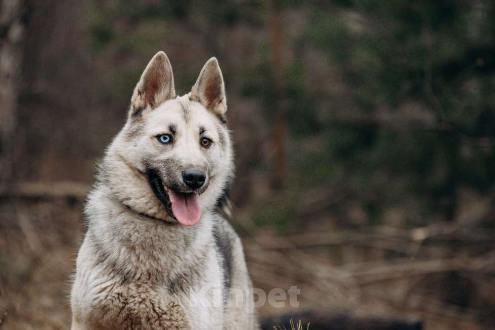 Собаки в других городах Московской области: Молоденькая хасочка, томится в вольере приюта Девочка, Бесплатно - фото 3