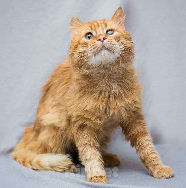 Кошки в Москве: Особенный котик Симба Мальчик, Бесплатно - фото 3
