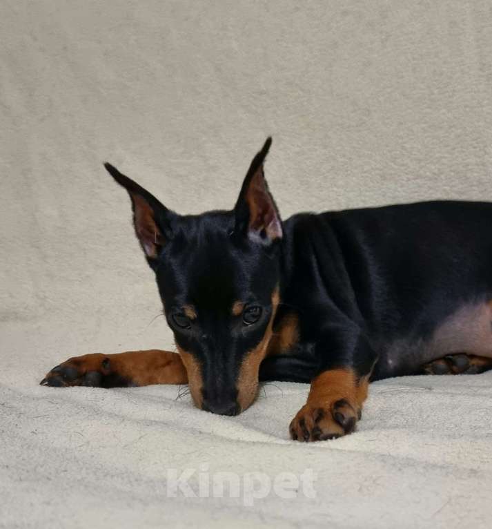 Собаки в Наро-Фоминске: Щенок цвергпинчер, кобель купированный Мальчик, 60 000 руб. - фото 1