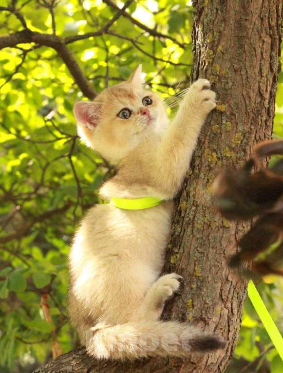 Кошки в Волгодонске: Котёнок Британский Девочка, 16 000 руб. - фото 1