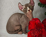 Кошки в Екатеринбурге: Канадский сфинкс котенок двэльф  Мальчик, 90 000 руб. - фото 6