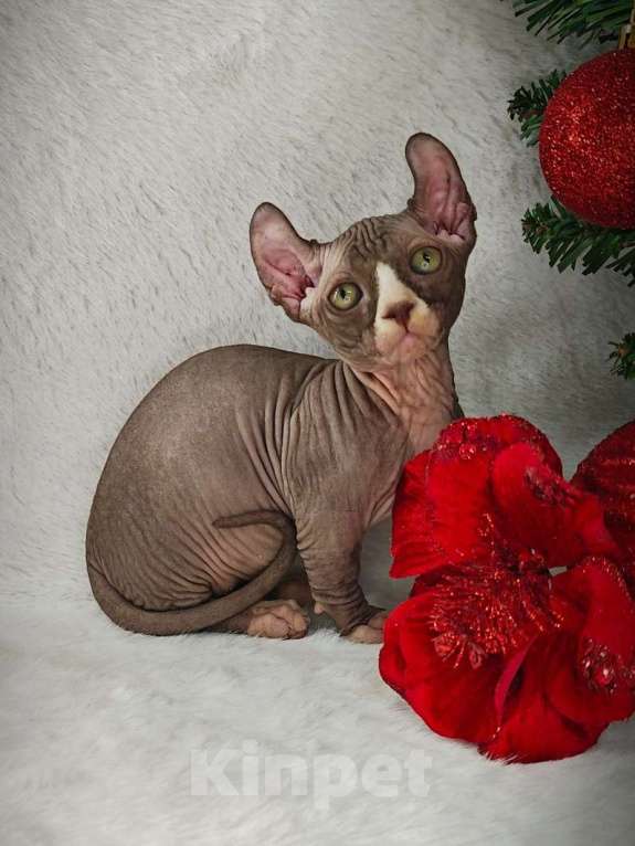 Кошки в Екатеринбурге: Канадский сфинкс котенок двэльф  Мальчик, 90 000 руб. - фото 6