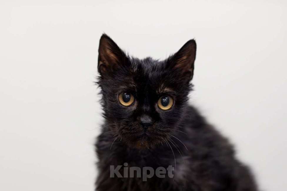 Кошки в Москве: Драный кот Биба Мальчик, Бесплатно - фото 1