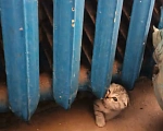 Кошки в Лобне: Отдам в добрые руки породистых котят за символическую плату Разнополые, 1 000 руб. - фото 4