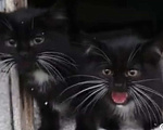 Кошки в Туле: Котёнок Мальчик, Бесплатно - фото 1