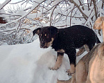 Собаки в Кемерово: Я ищу домик Мальчик, 50 руб. - фото 5