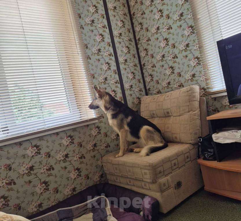 Собаки в Москве: Рокси очень нужен дом Девочка, Бесплатно - фото 3