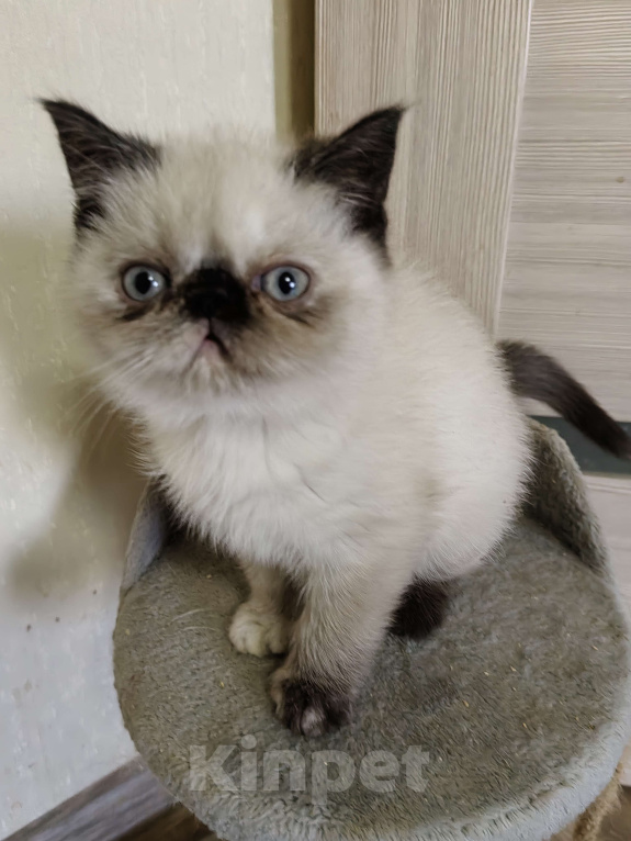 Кошки в Нижнем Новгороде: Котята породы Экзотическая короткошёрстная Мальчик, 12 000 руб. - фото 3